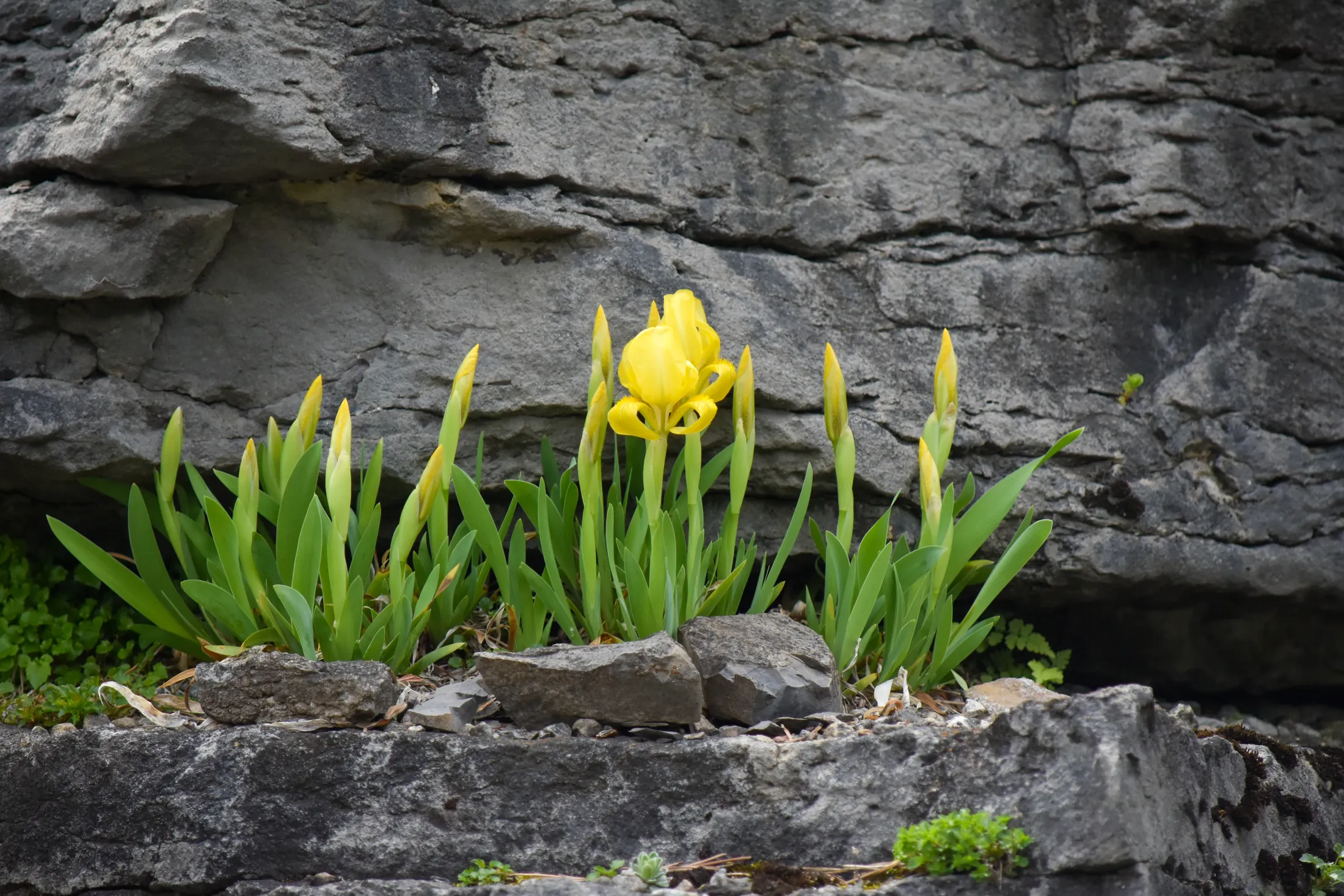 Yellow iris
