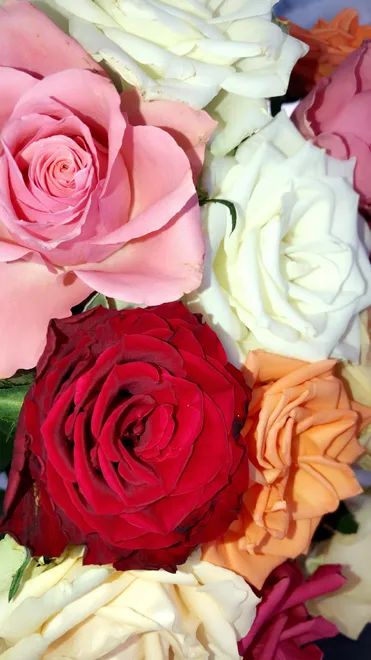 In a rose, all love stories fit.