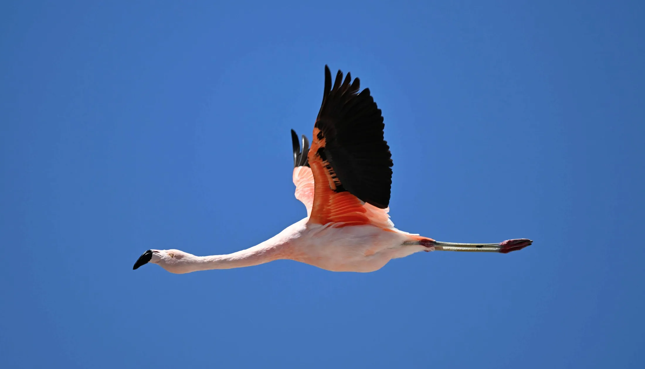 Autonomous Flight of a Flamingo