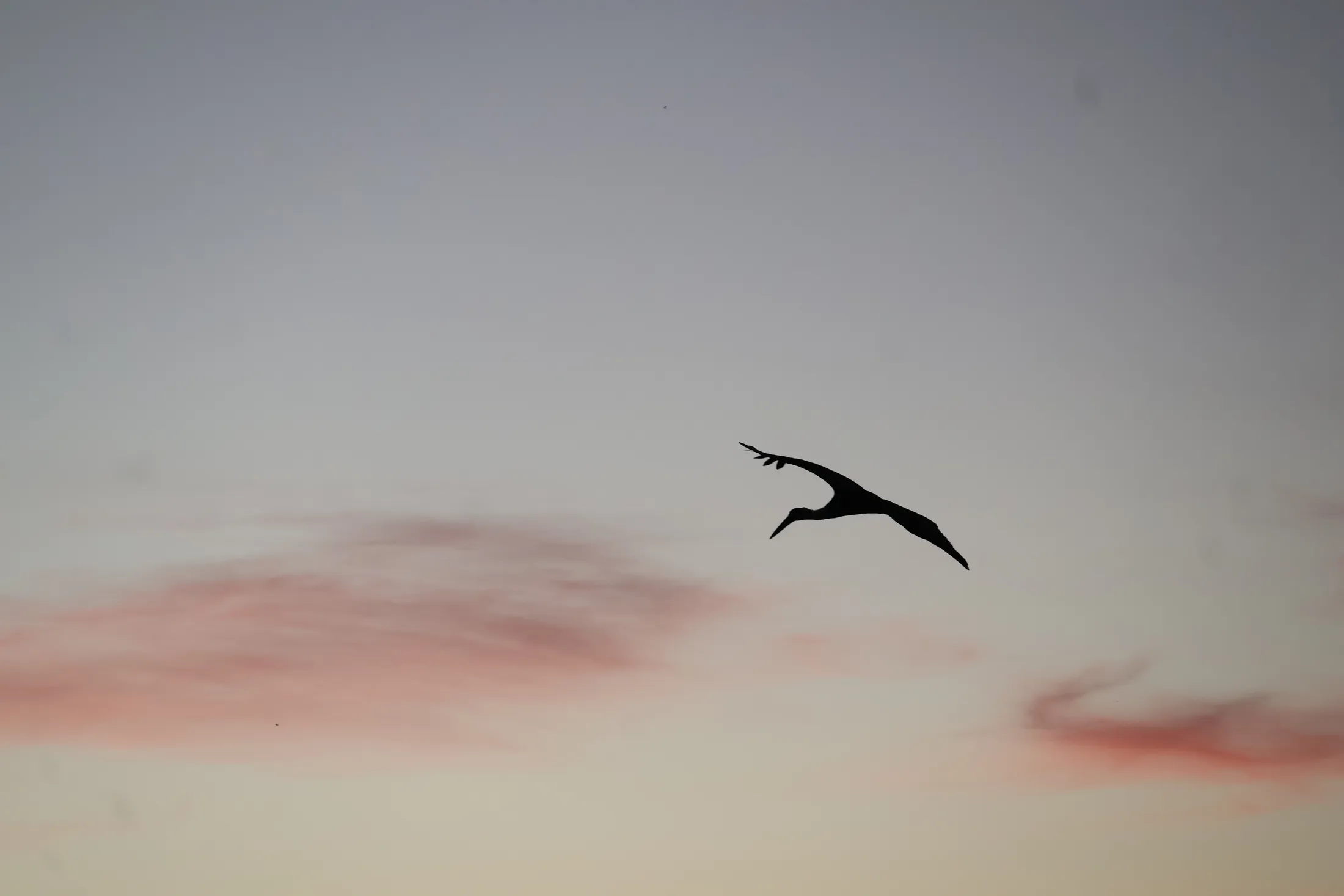 Seabird flying
