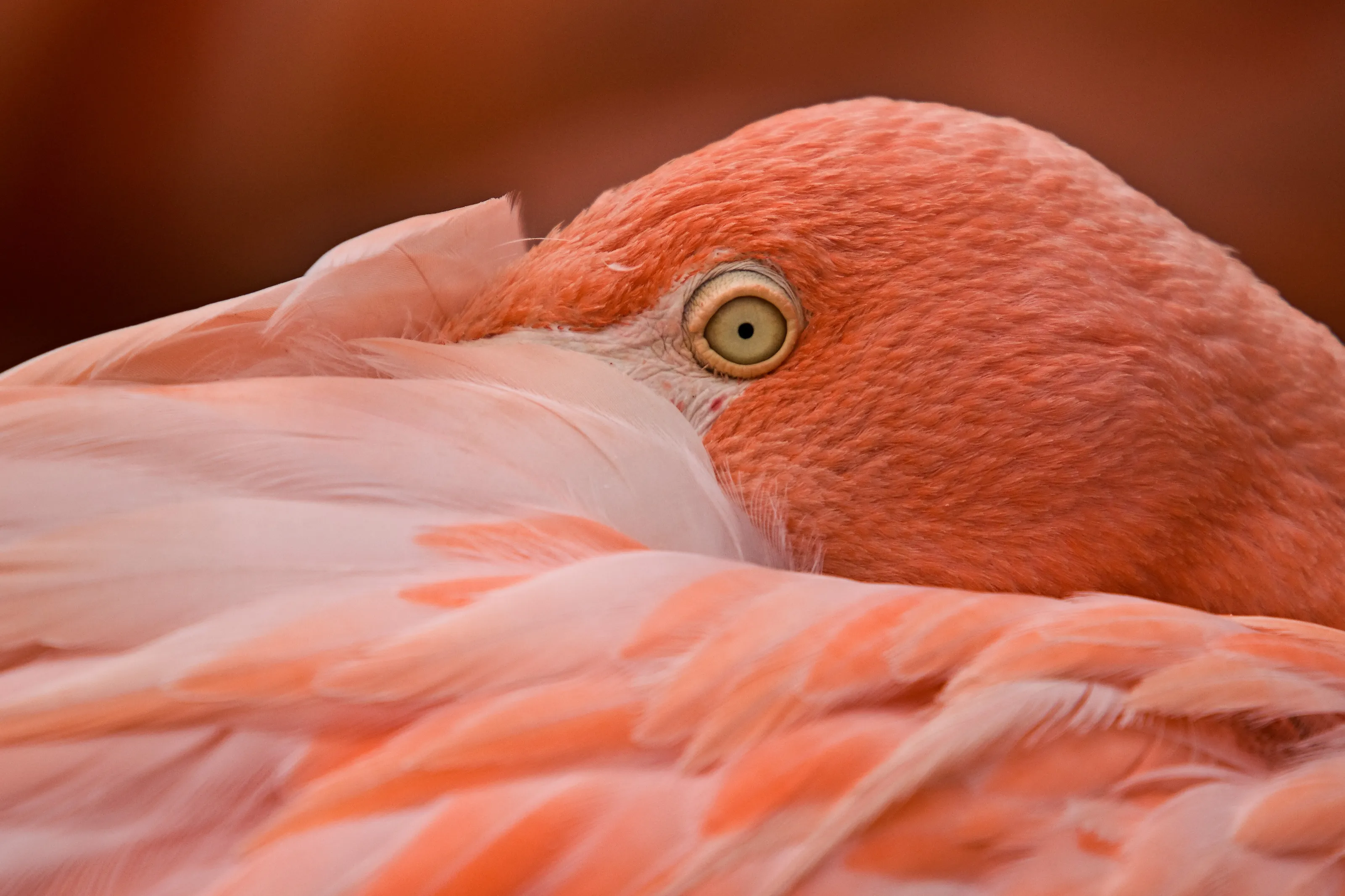 Flamingo portrait