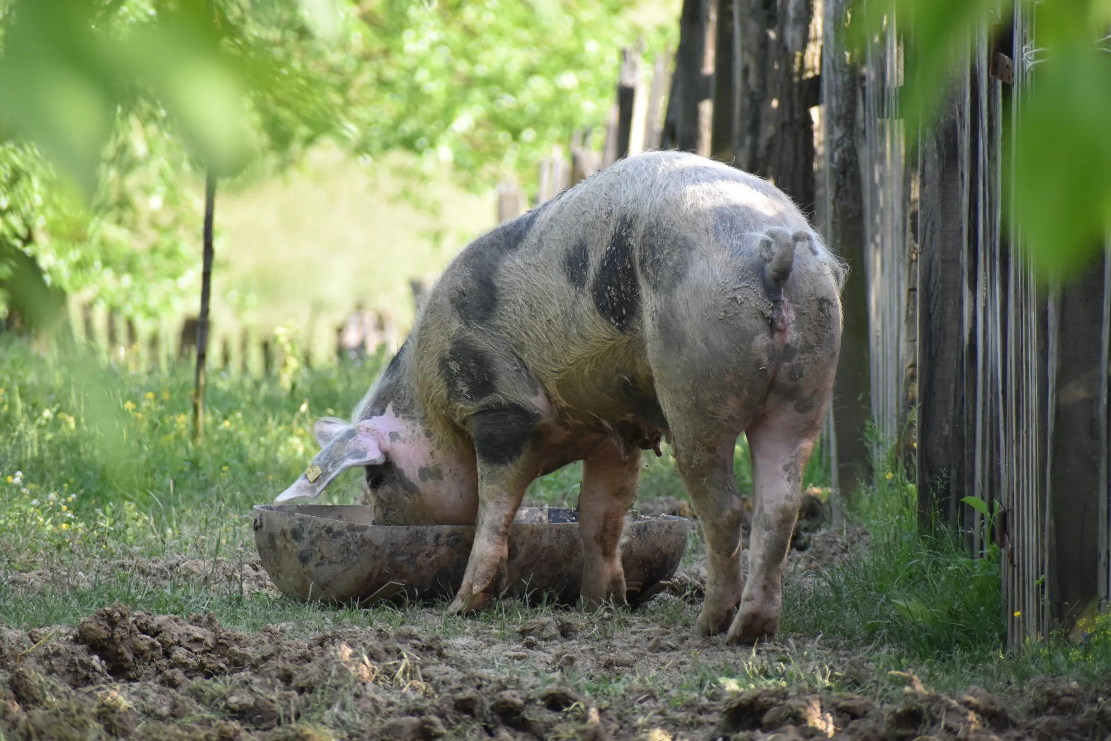 Spotted pig