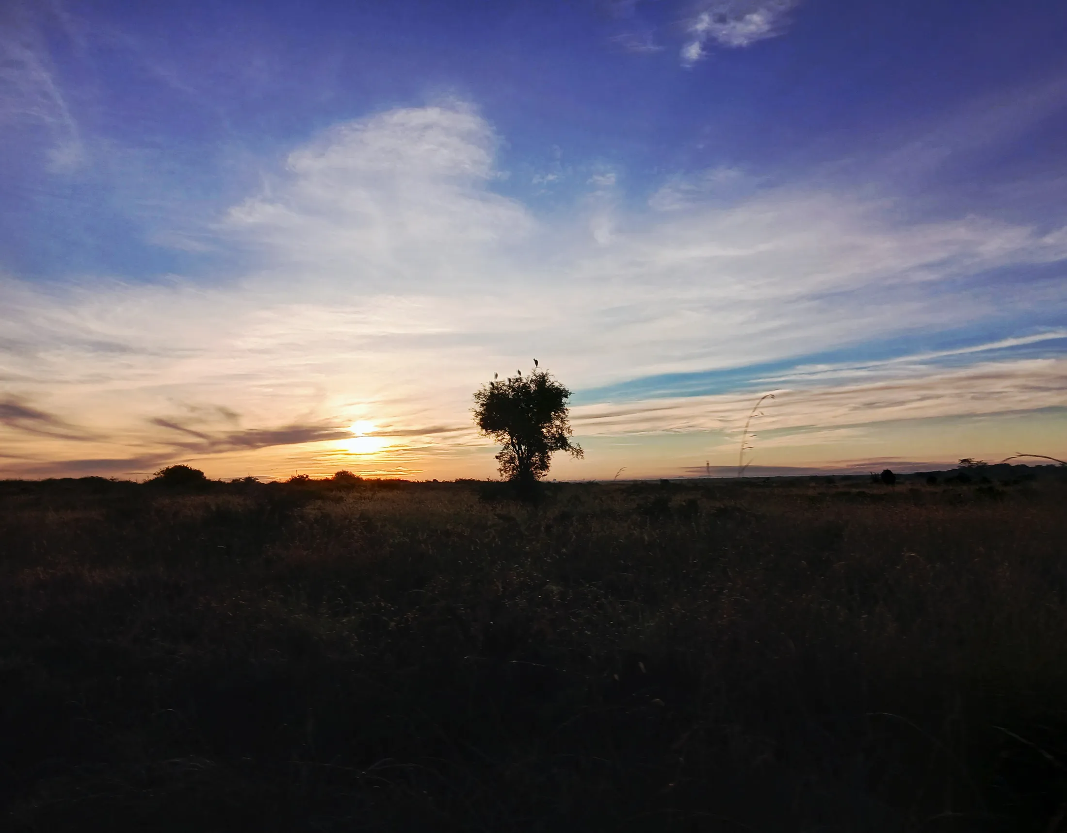 One tree...