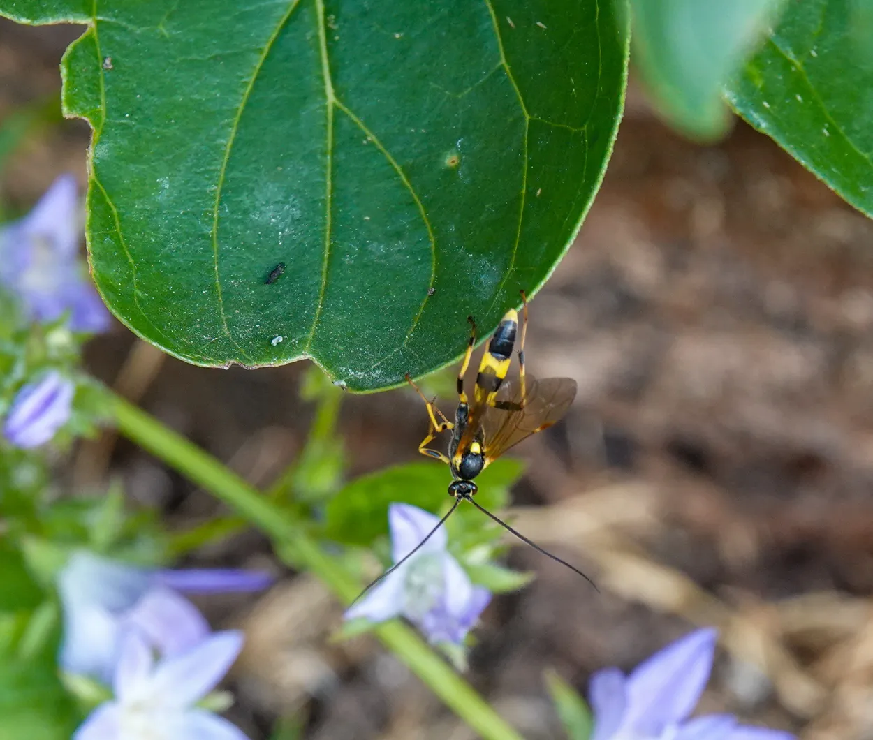 Ichneumon wasp