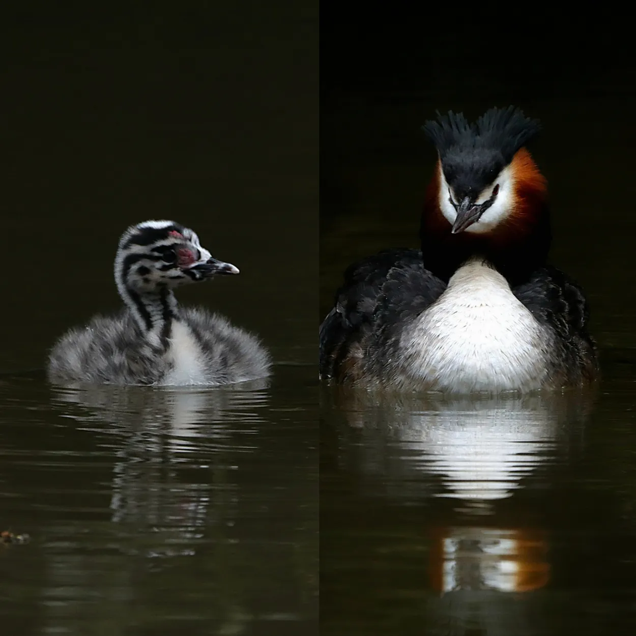 Dipych Grebes