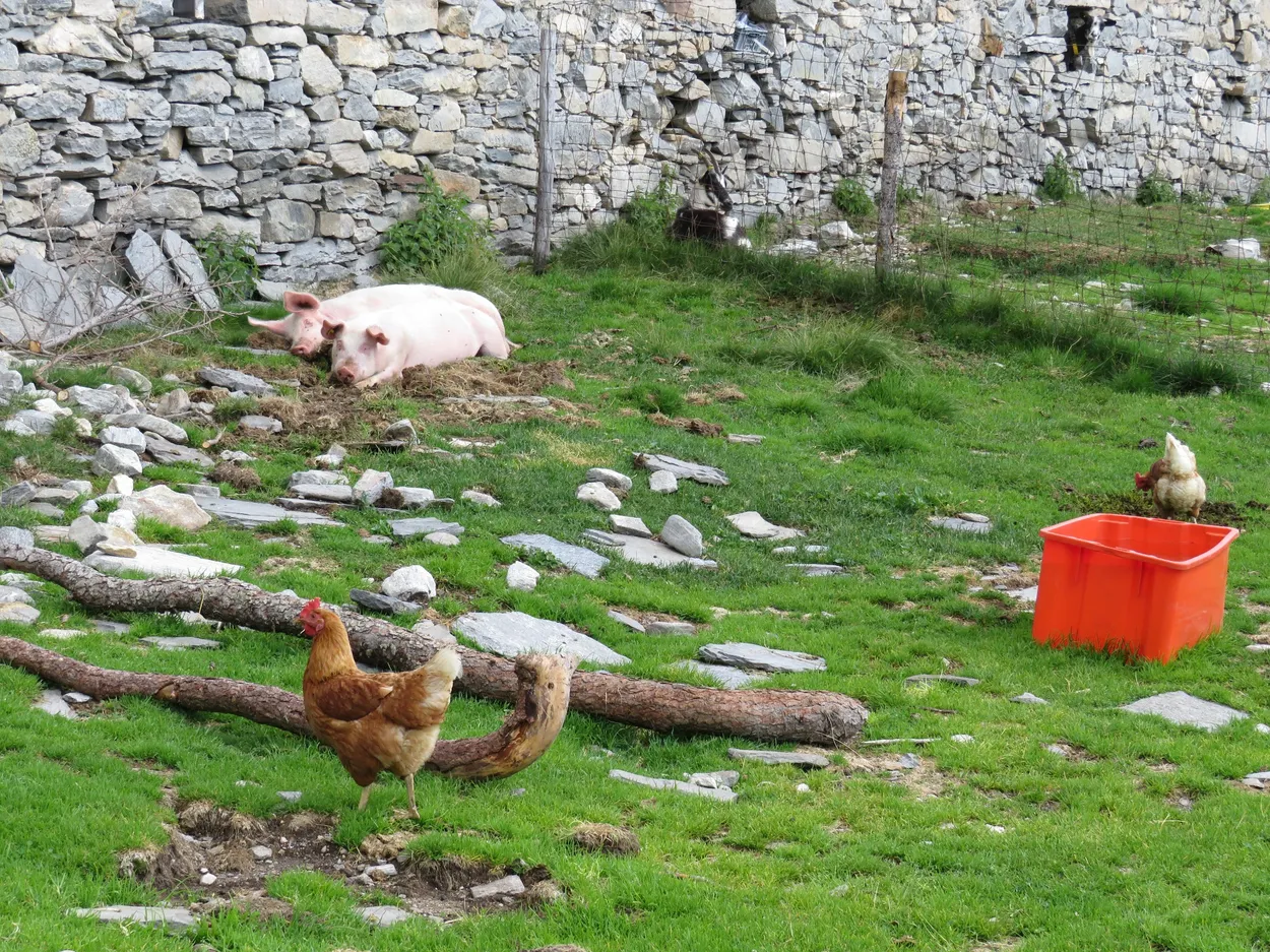 Chickens and little pigs