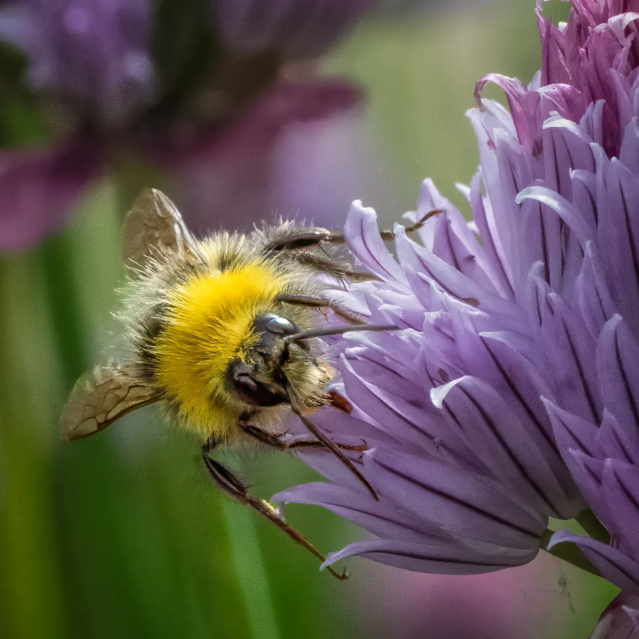Bee on a flower