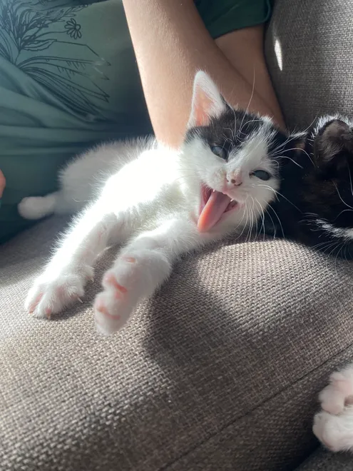 Sleepy cat