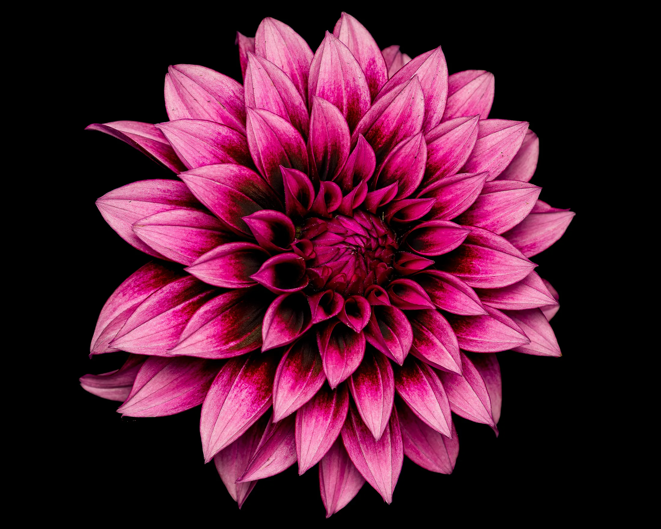 Dahlia Noir