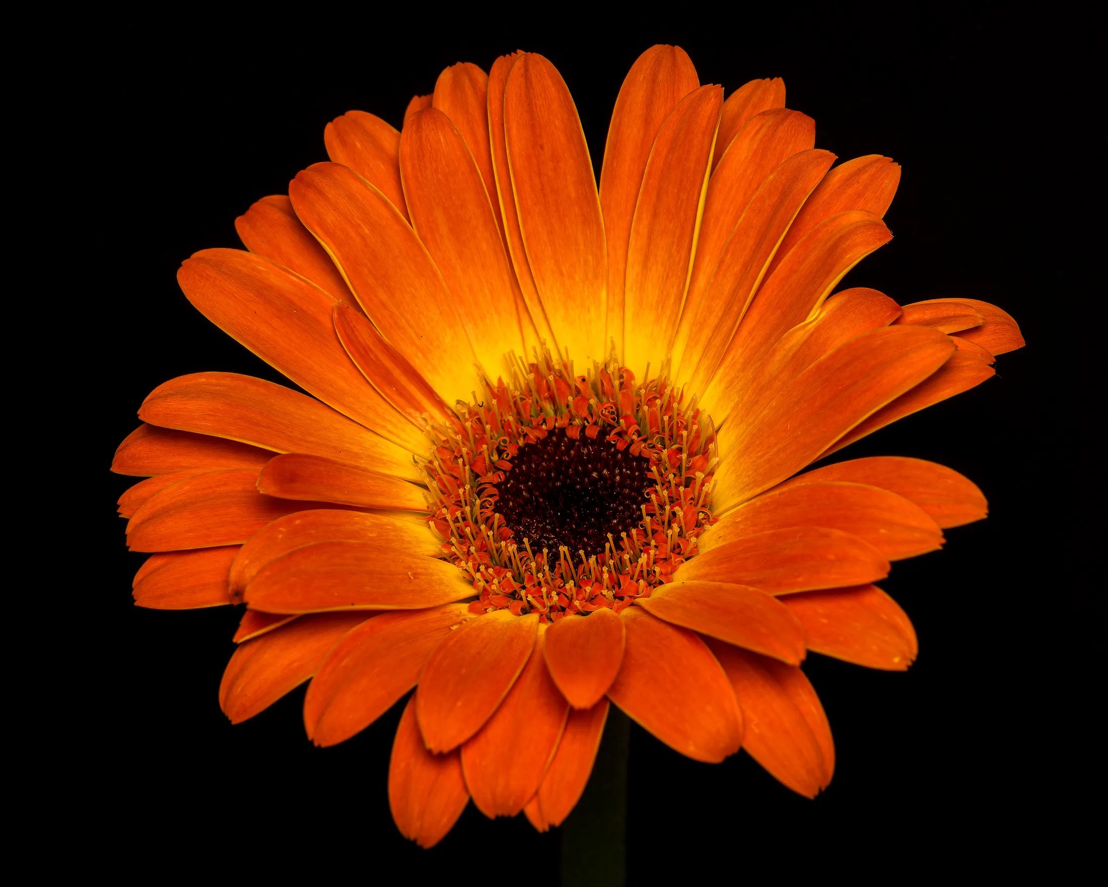 Symphony in orange