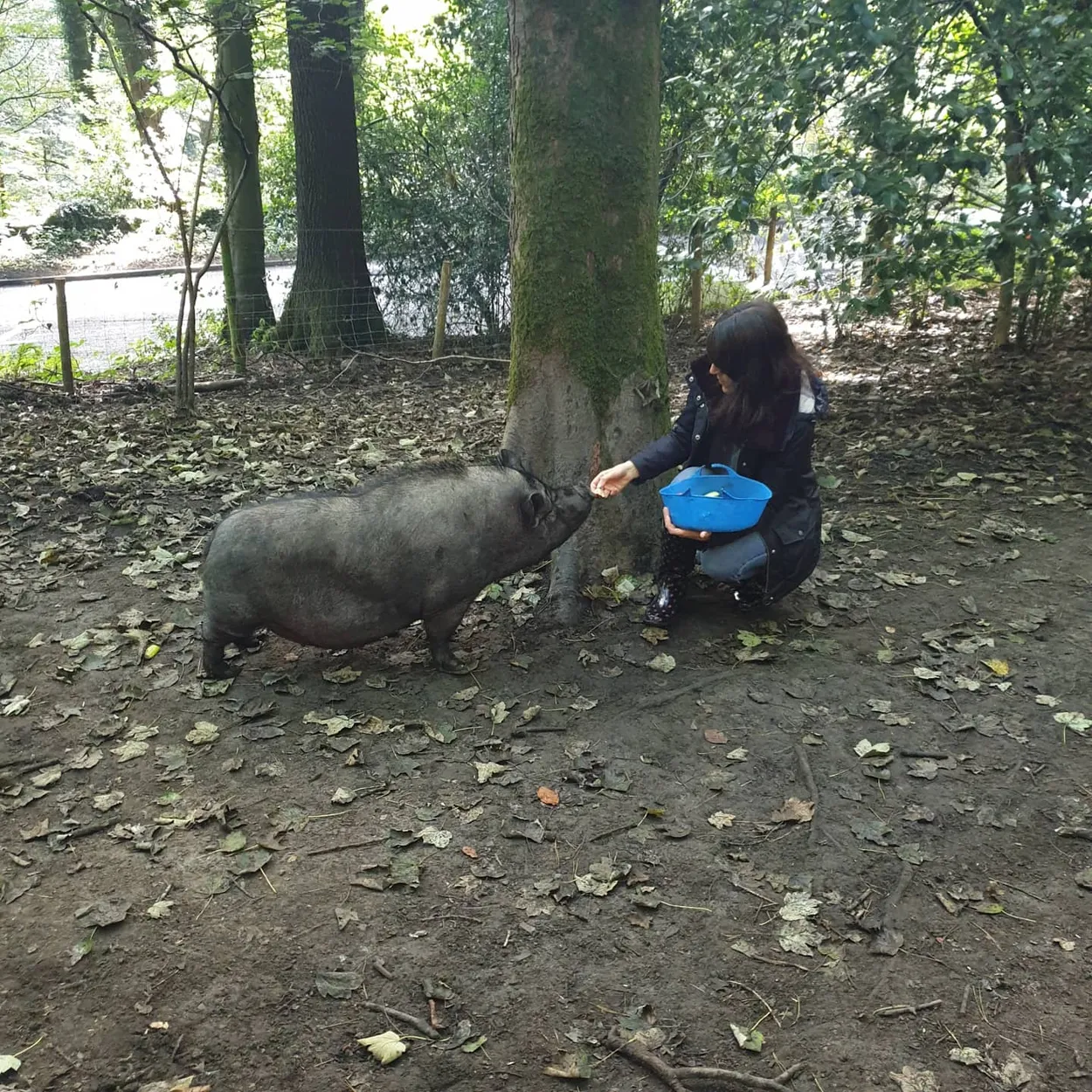 Pigs in the woods