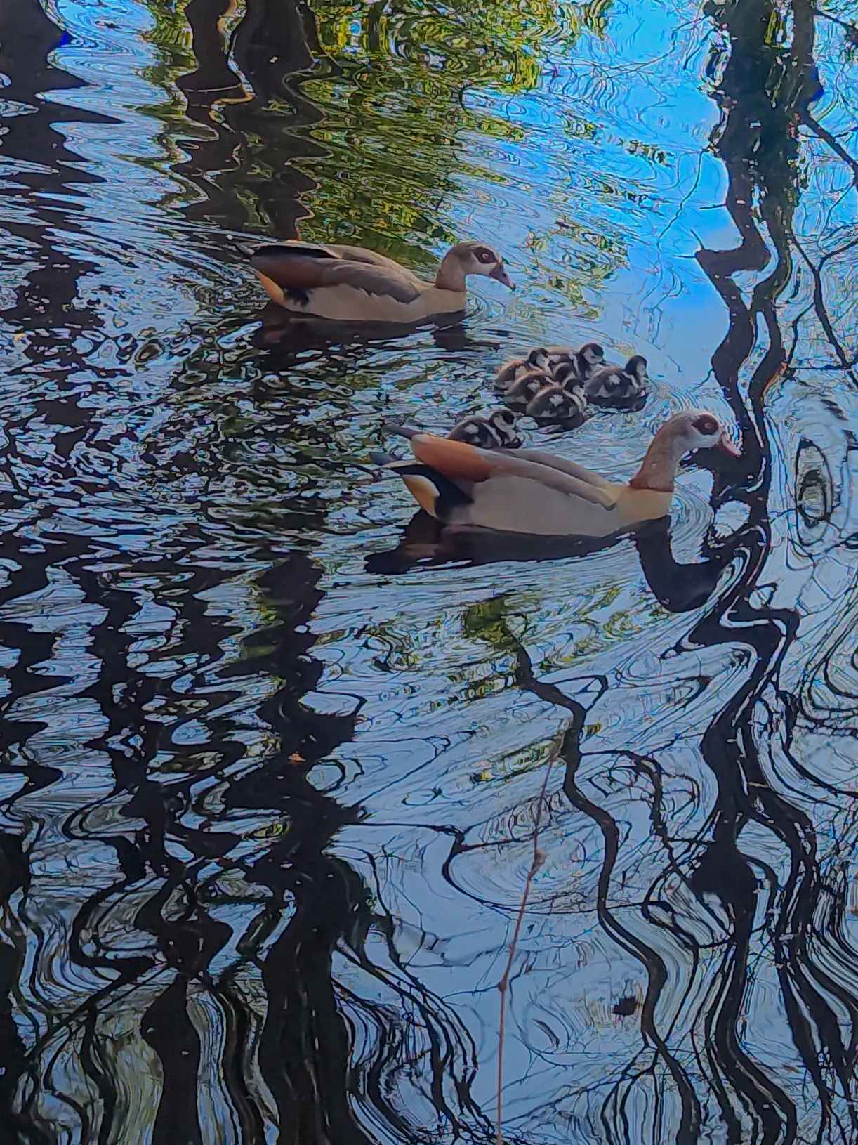 Family of geese