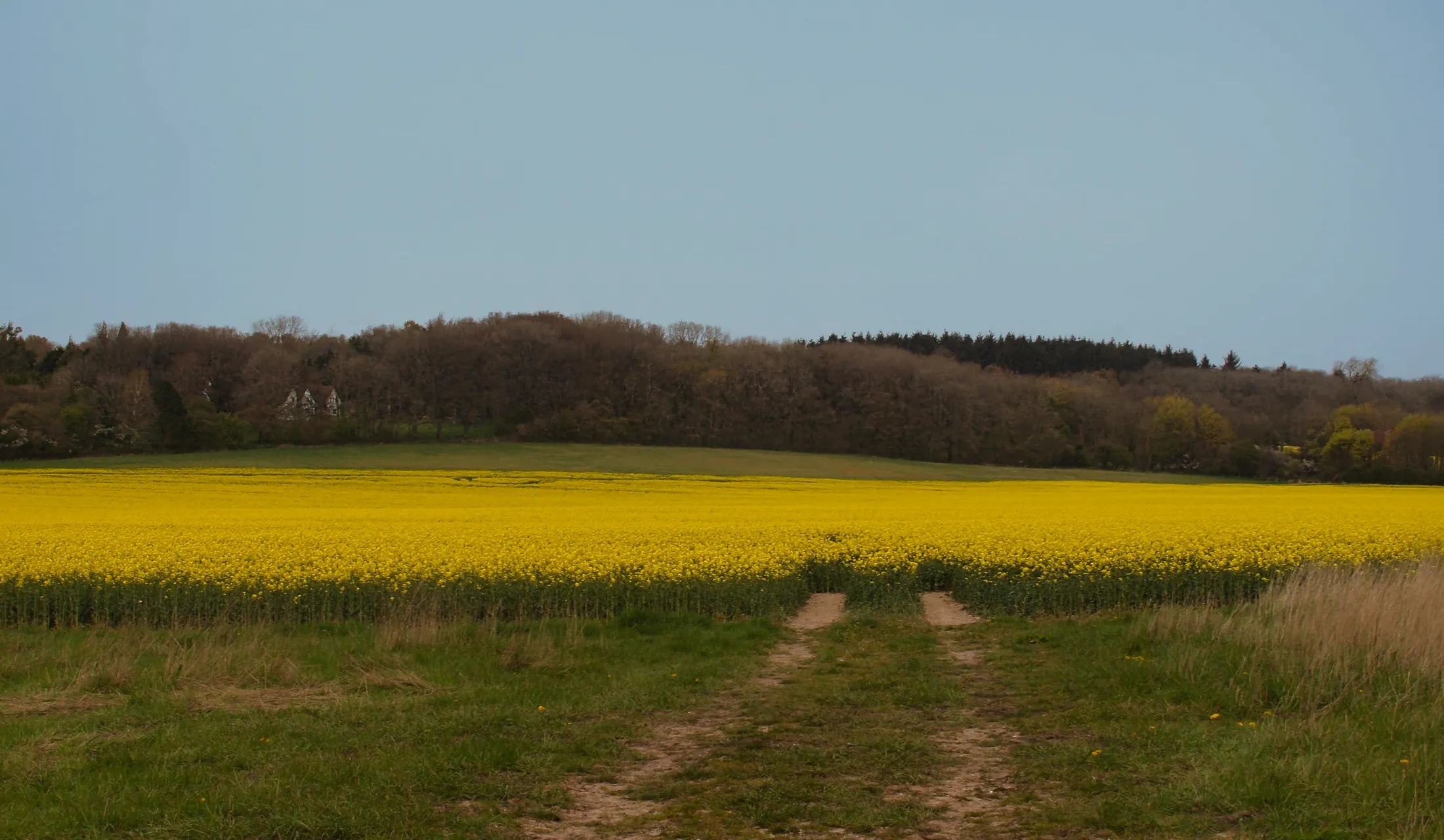 Field of yellow.