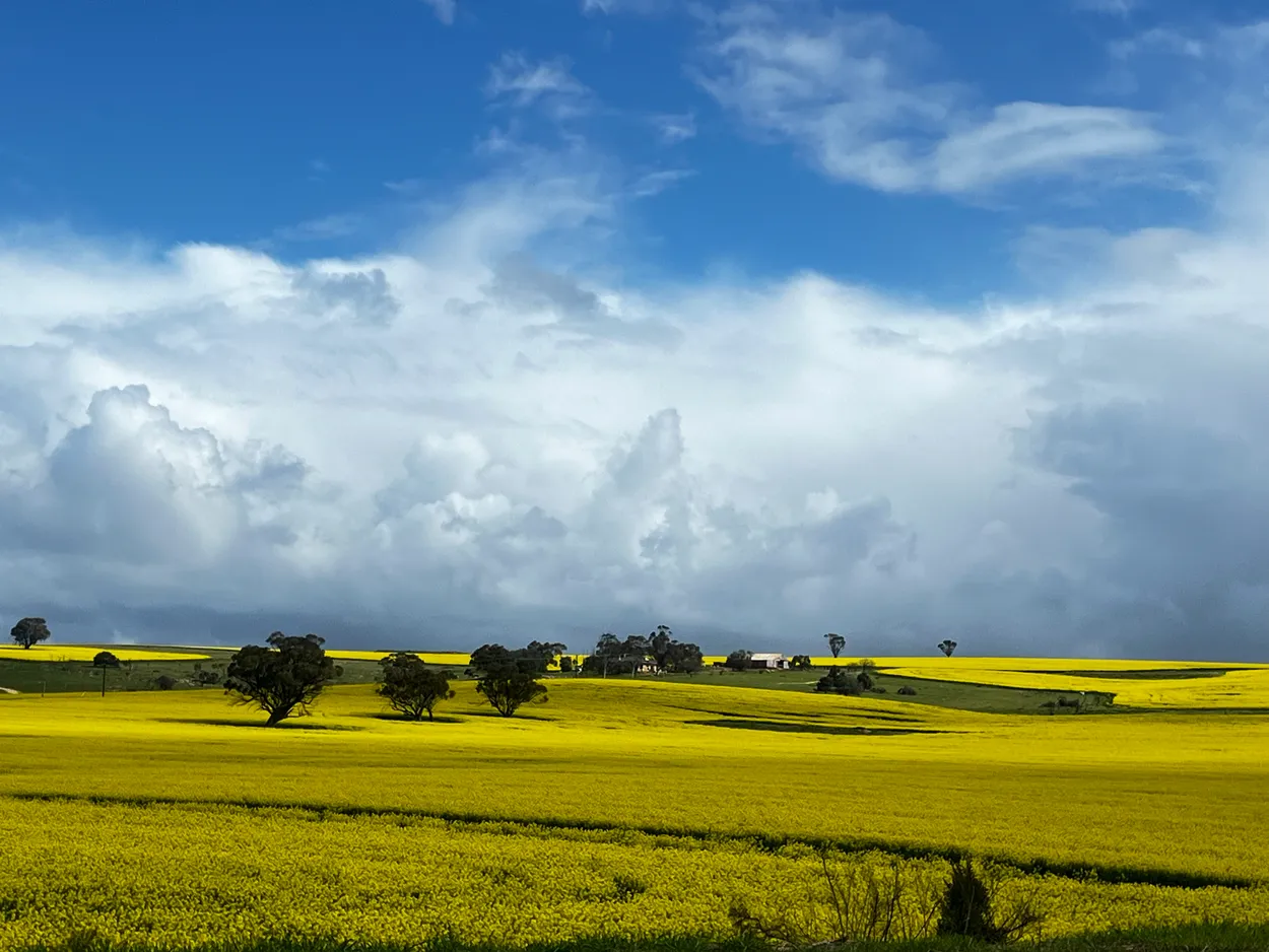 Golden crop