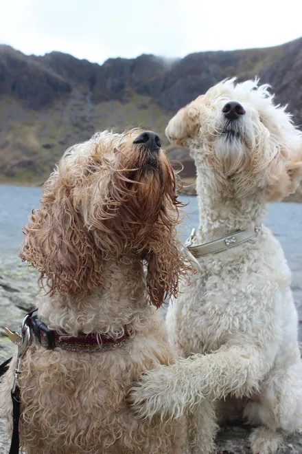 Maggie & Rosie