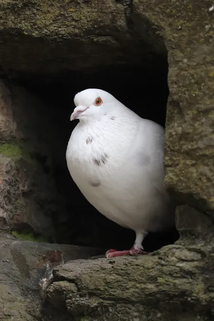Nesting pigeon