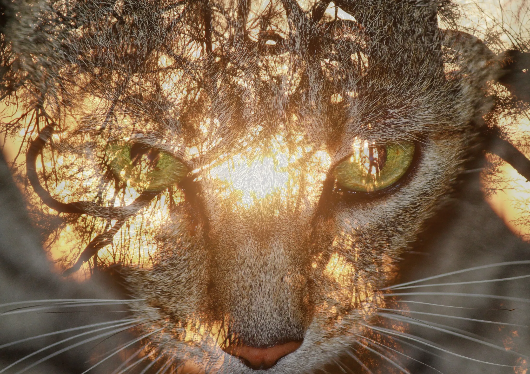 Wild 1111