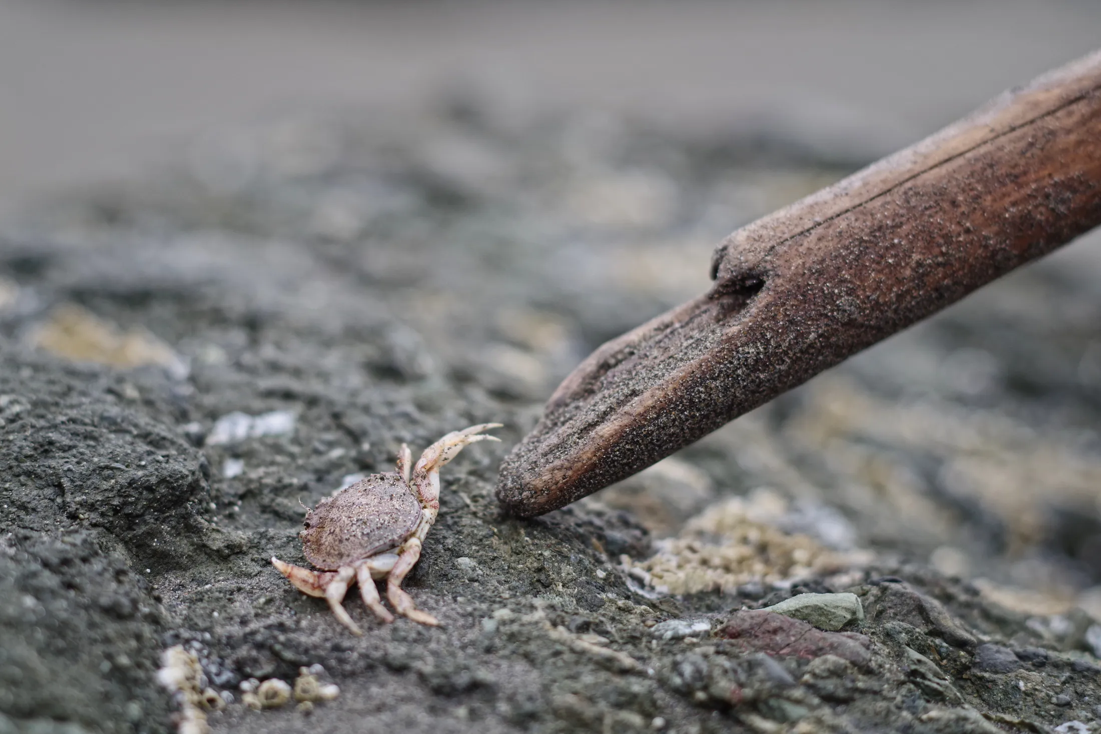 Its a Crab Life