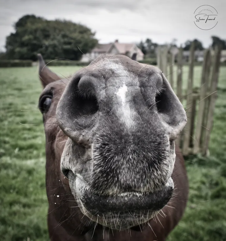 Got a nose for it
