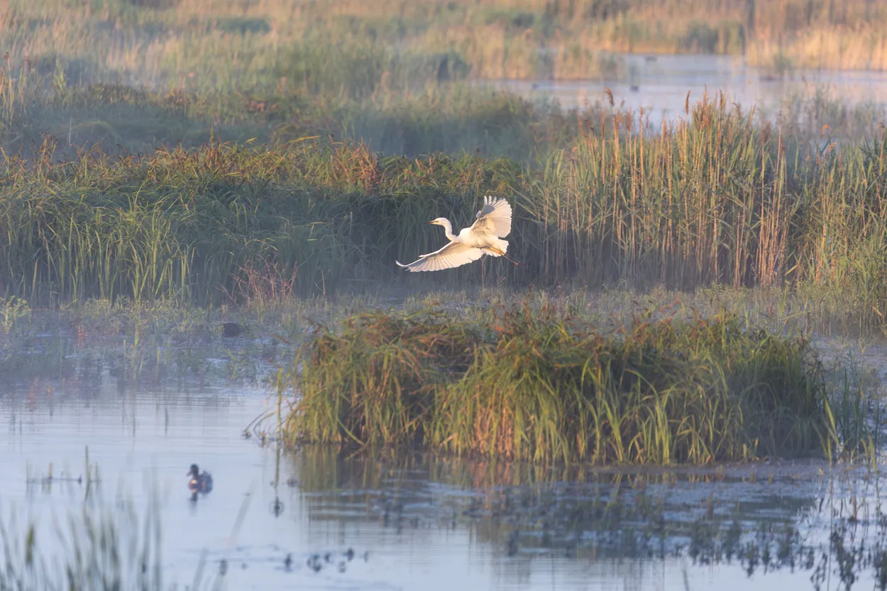 Little egret in the morning mist, RSPB Ouse Fen