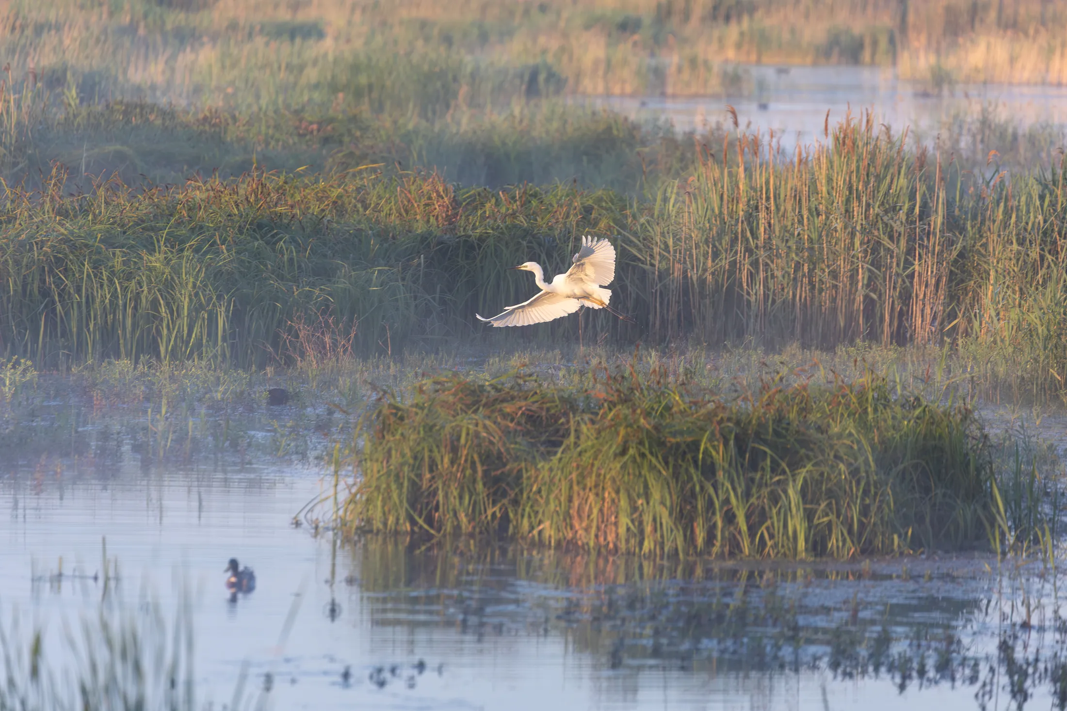 Little egret in the morning mist, RSPB Ouse Fen