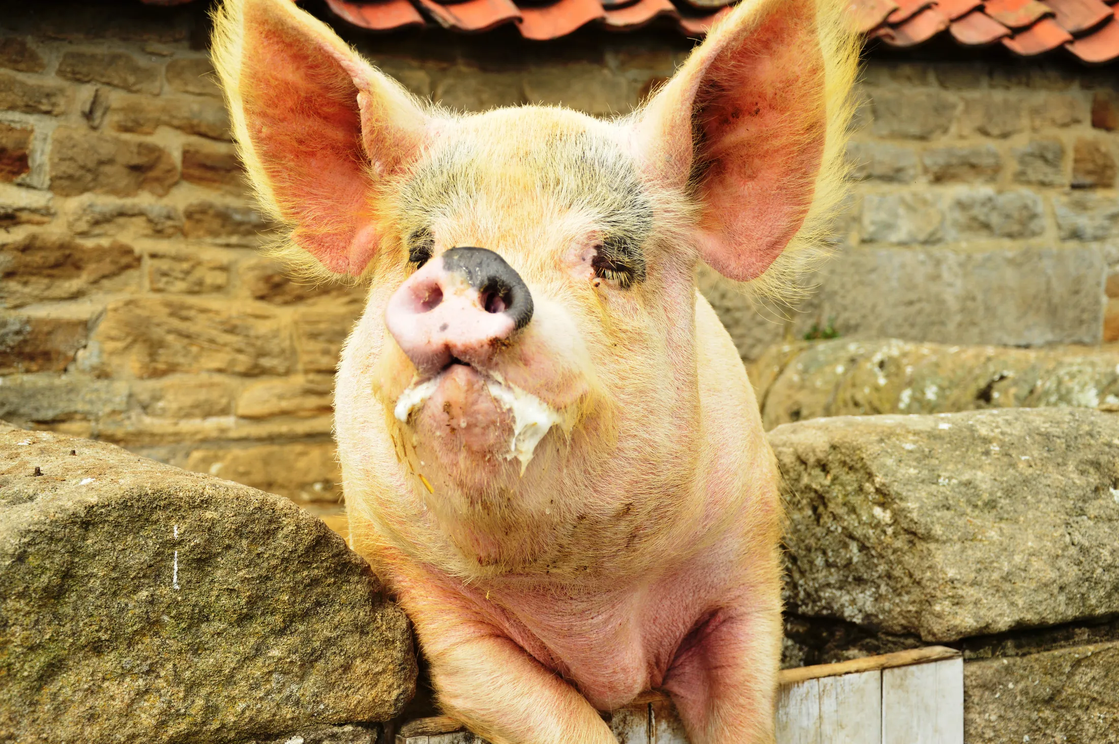 Piggy