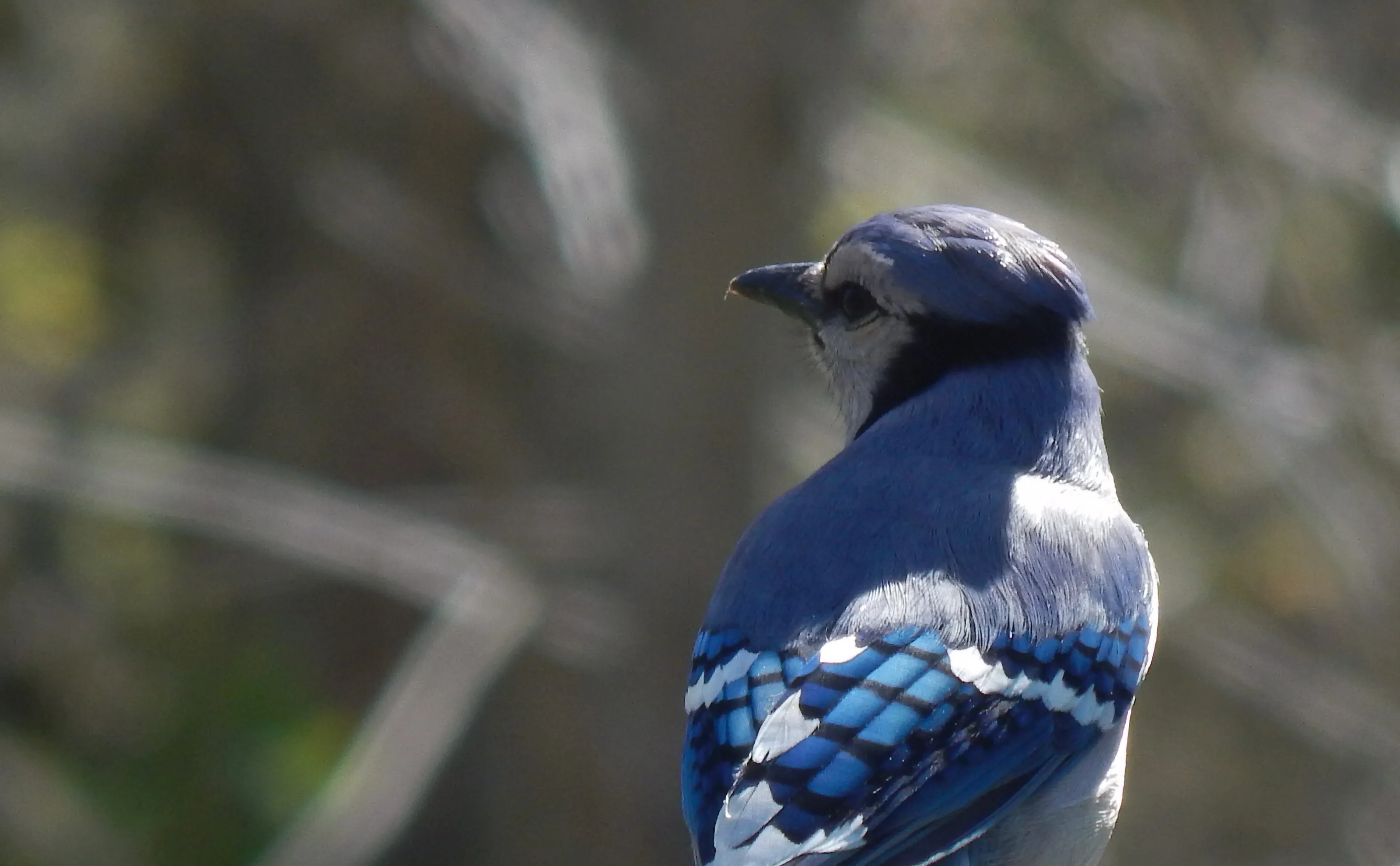 Blue Jay Perched in Natural Woodland Setting