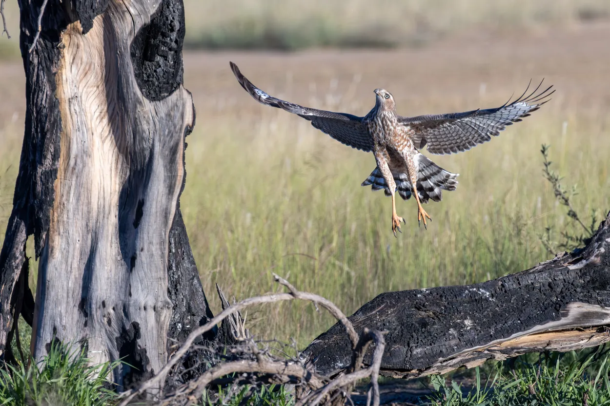 Pale chanting goshawk taking off, KTP