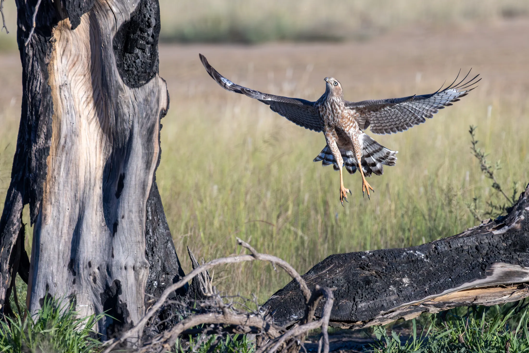 Pale chanting goshawk taking off, KTP