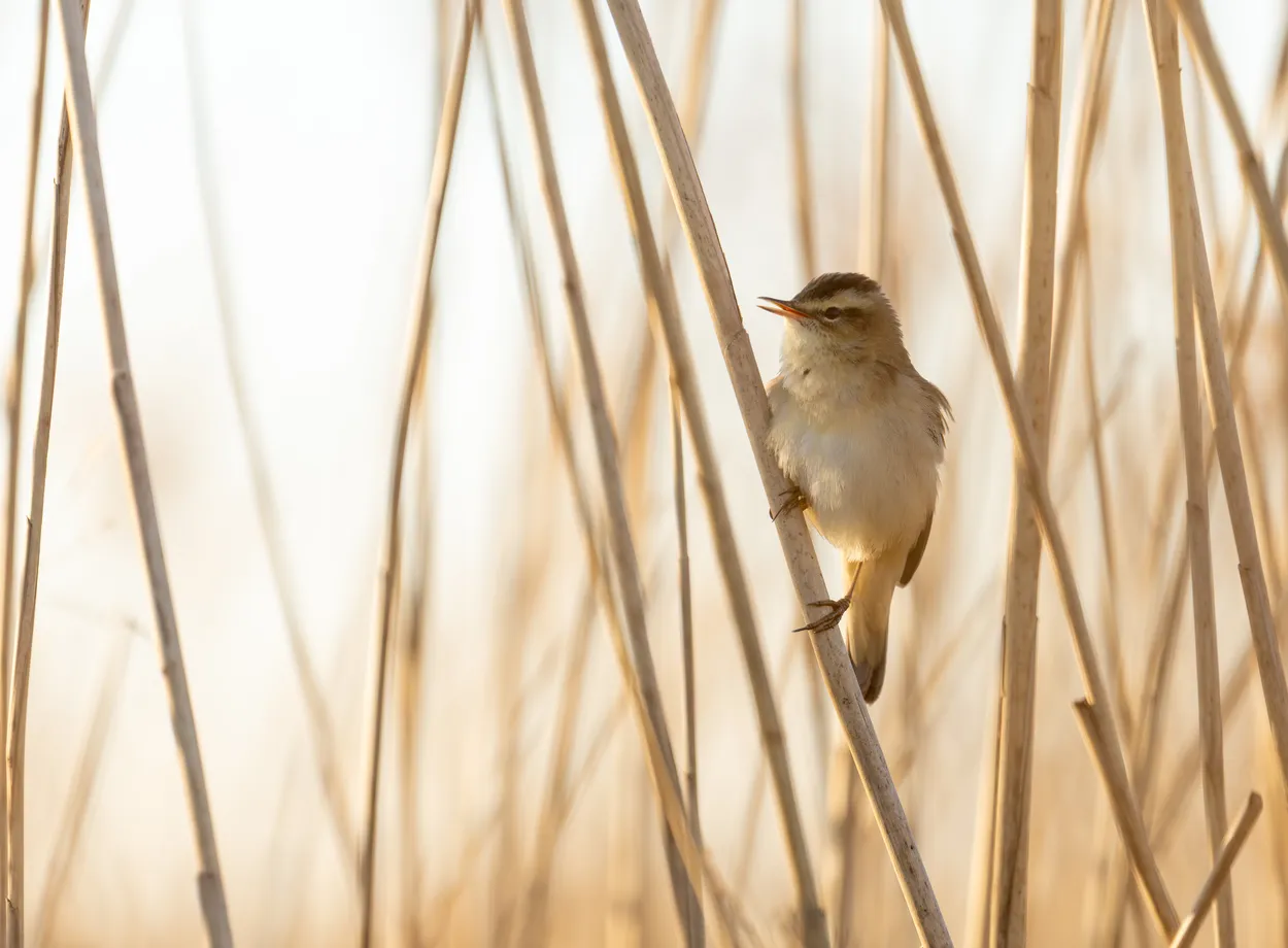 Early morning sedge warbler, RSPB Ouse Fen