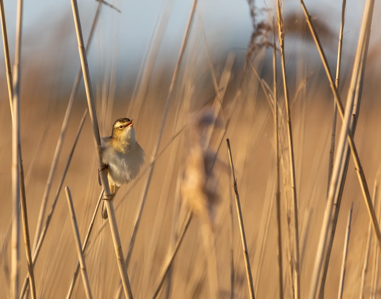 Sedge warbler singing, RSPB Ouse Fen
