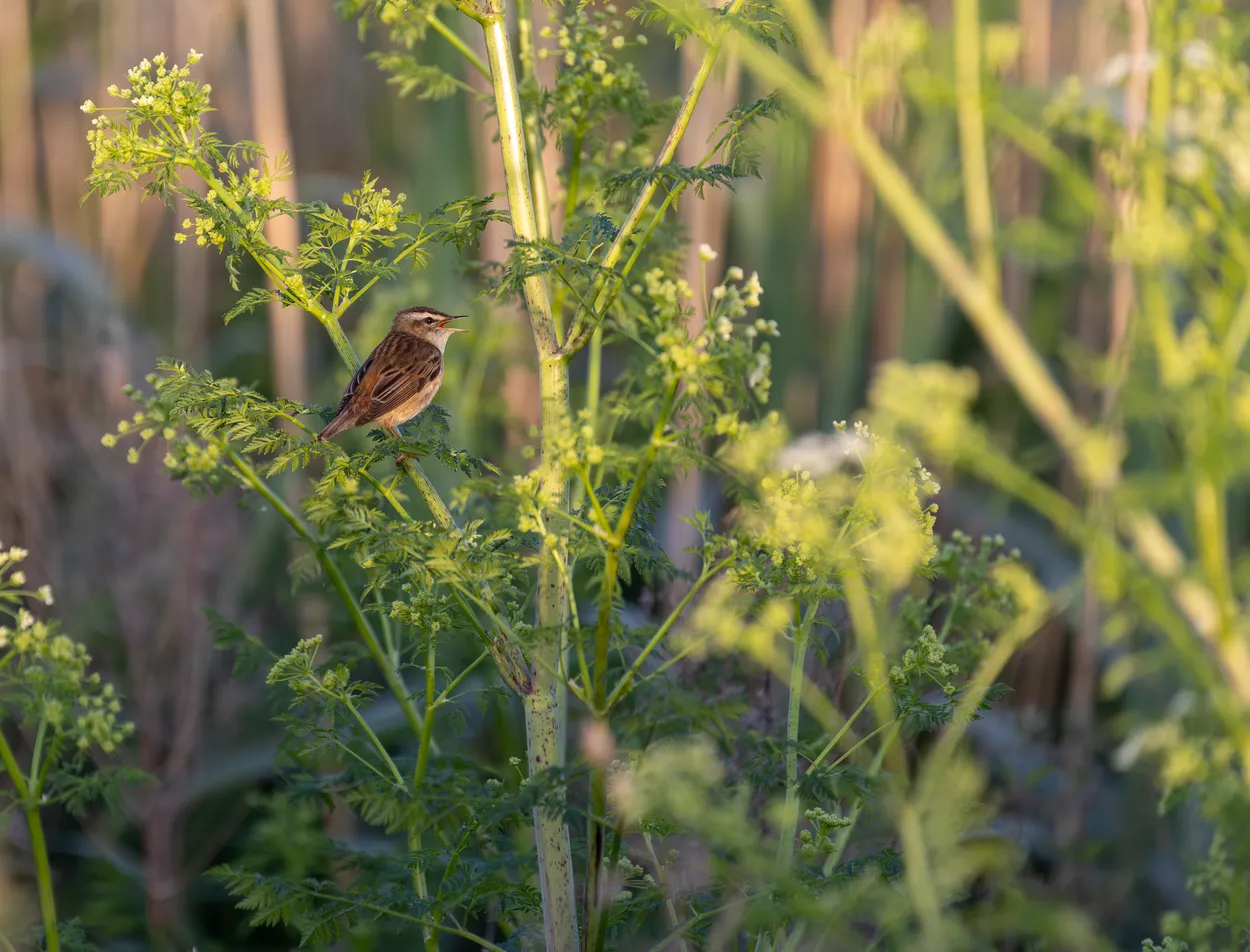 Sedge warbler in cow parsley, Ouse Fen
