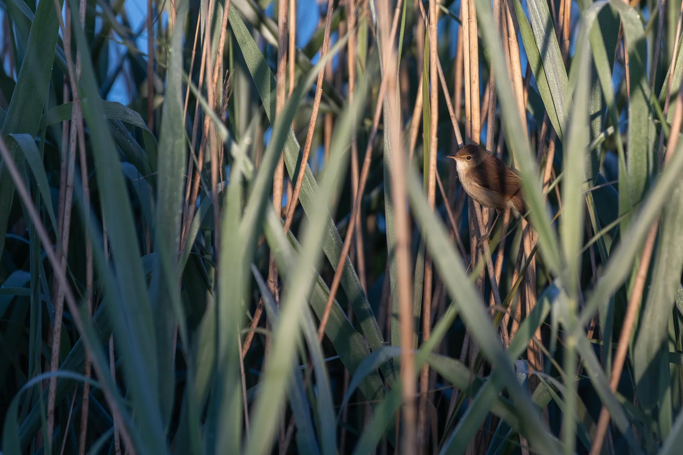 Cetti's warbler in the reeds, RSPB Ouse Fen