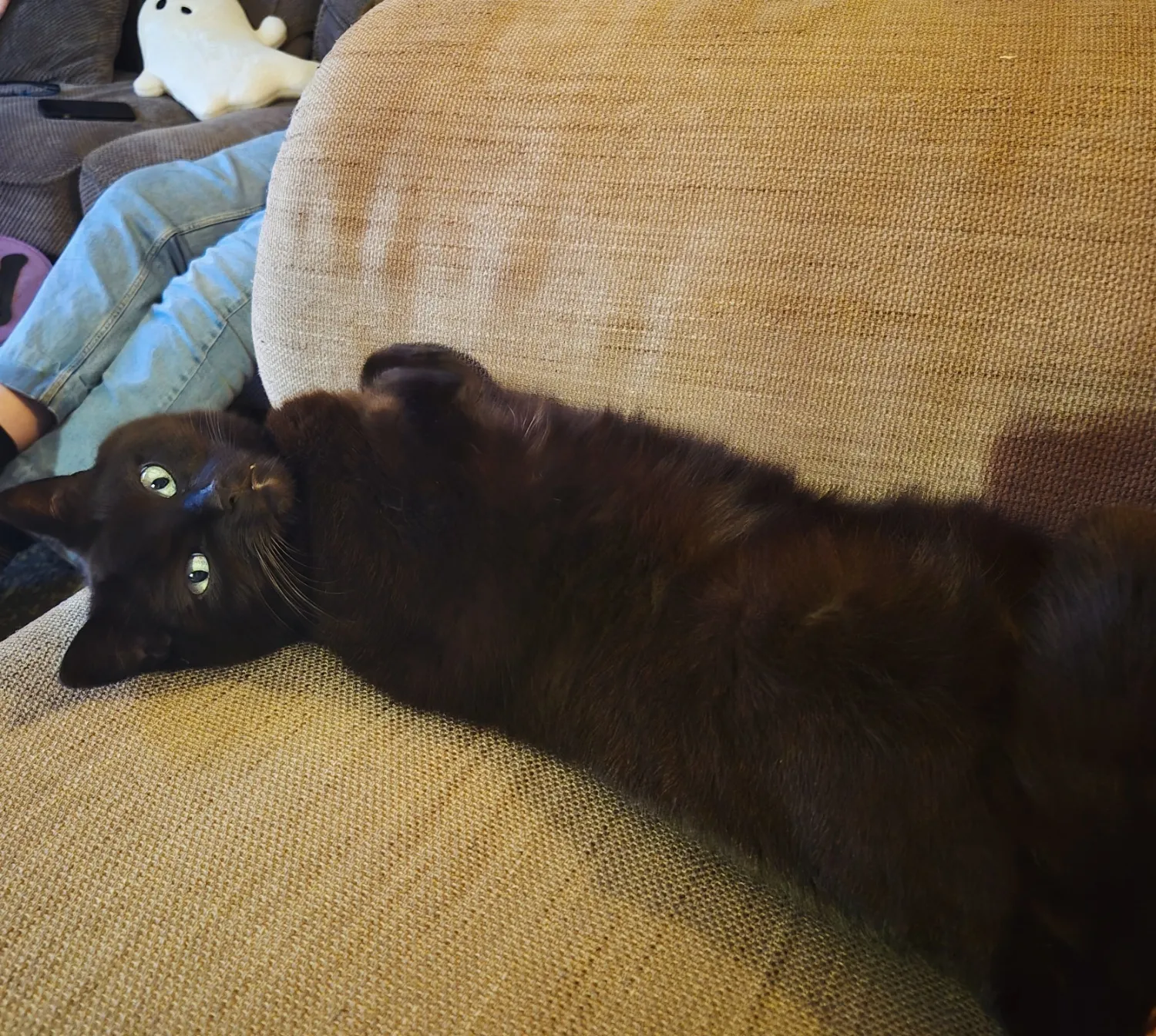 Zeppelin the Cat