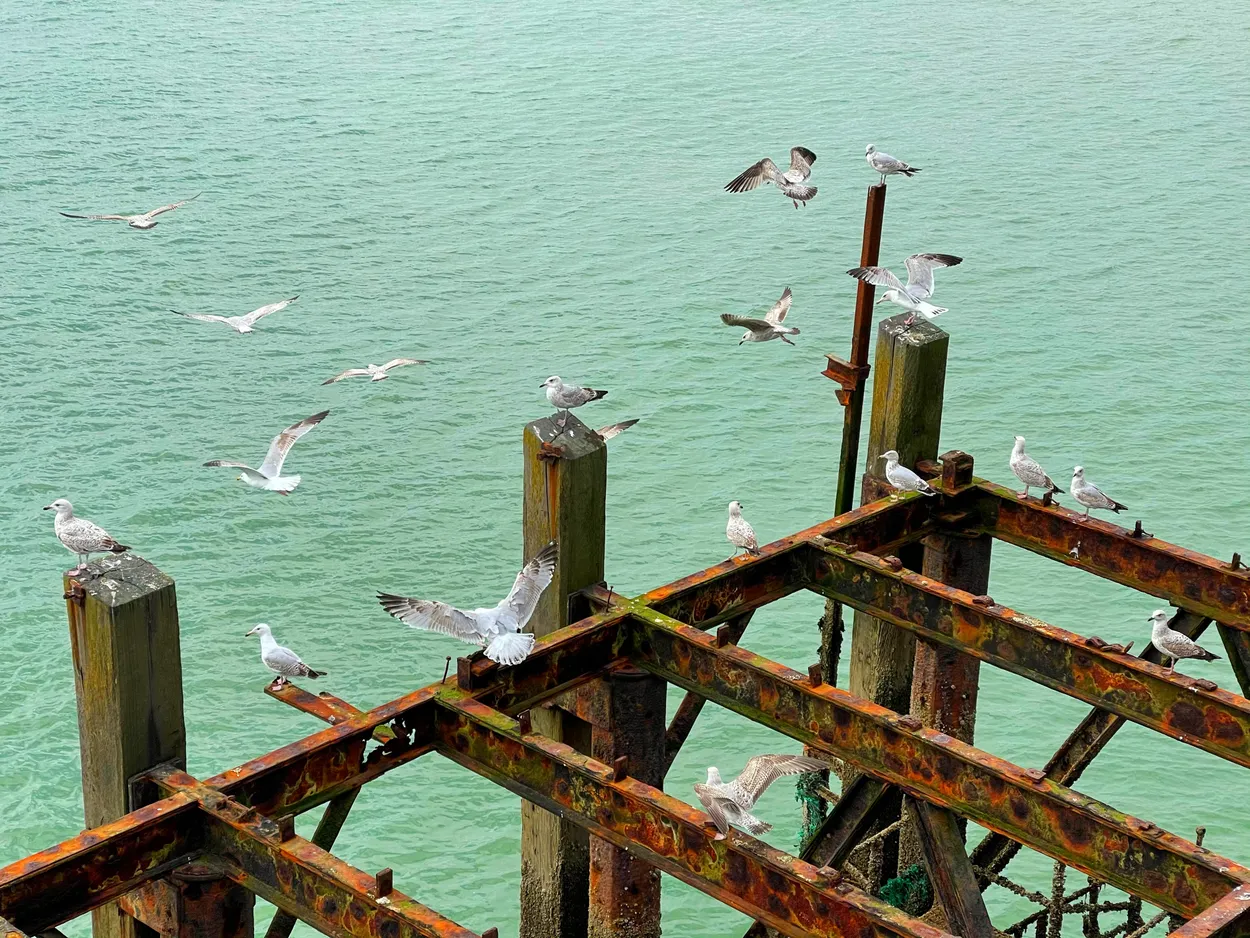 Seagulls in flight