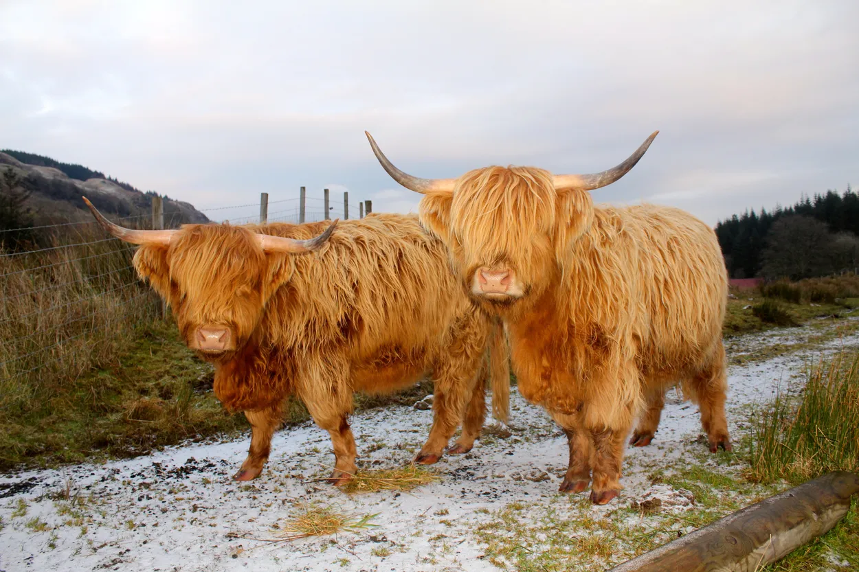 Highland Cows