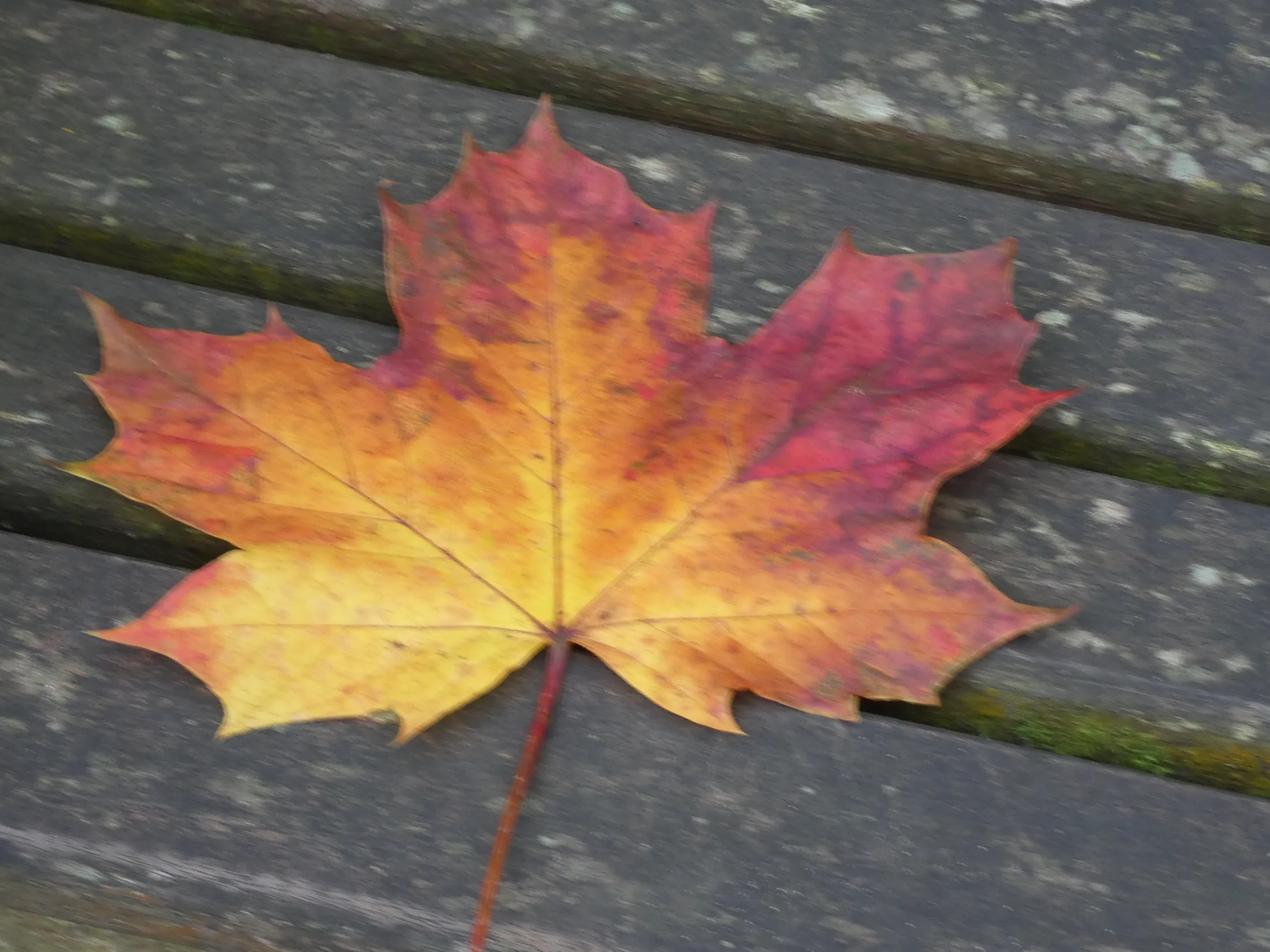 autumn leaves