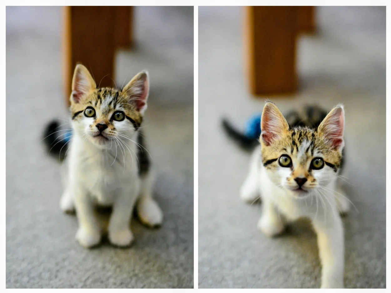 Kitten
