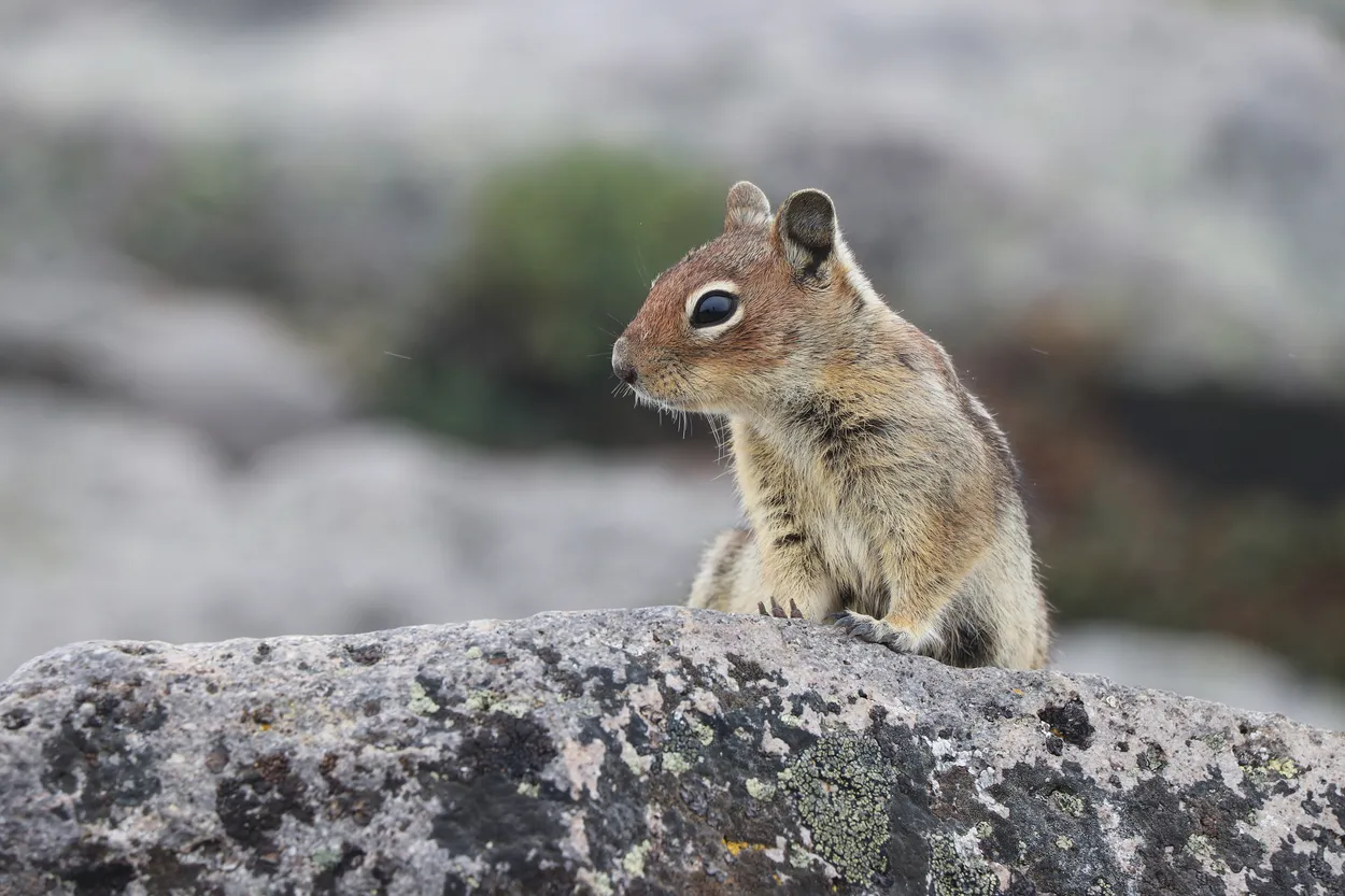Looking for lunch