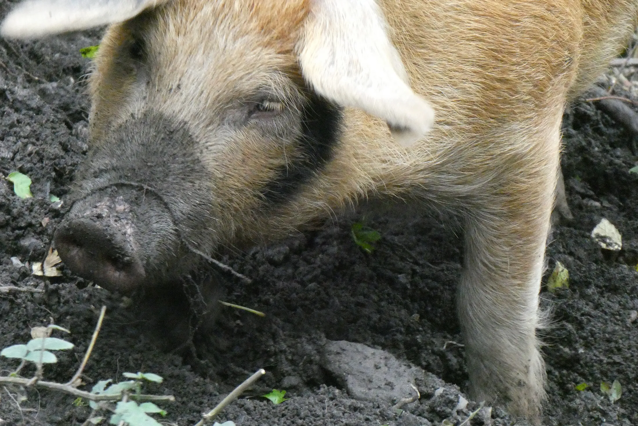 Snuffling pig