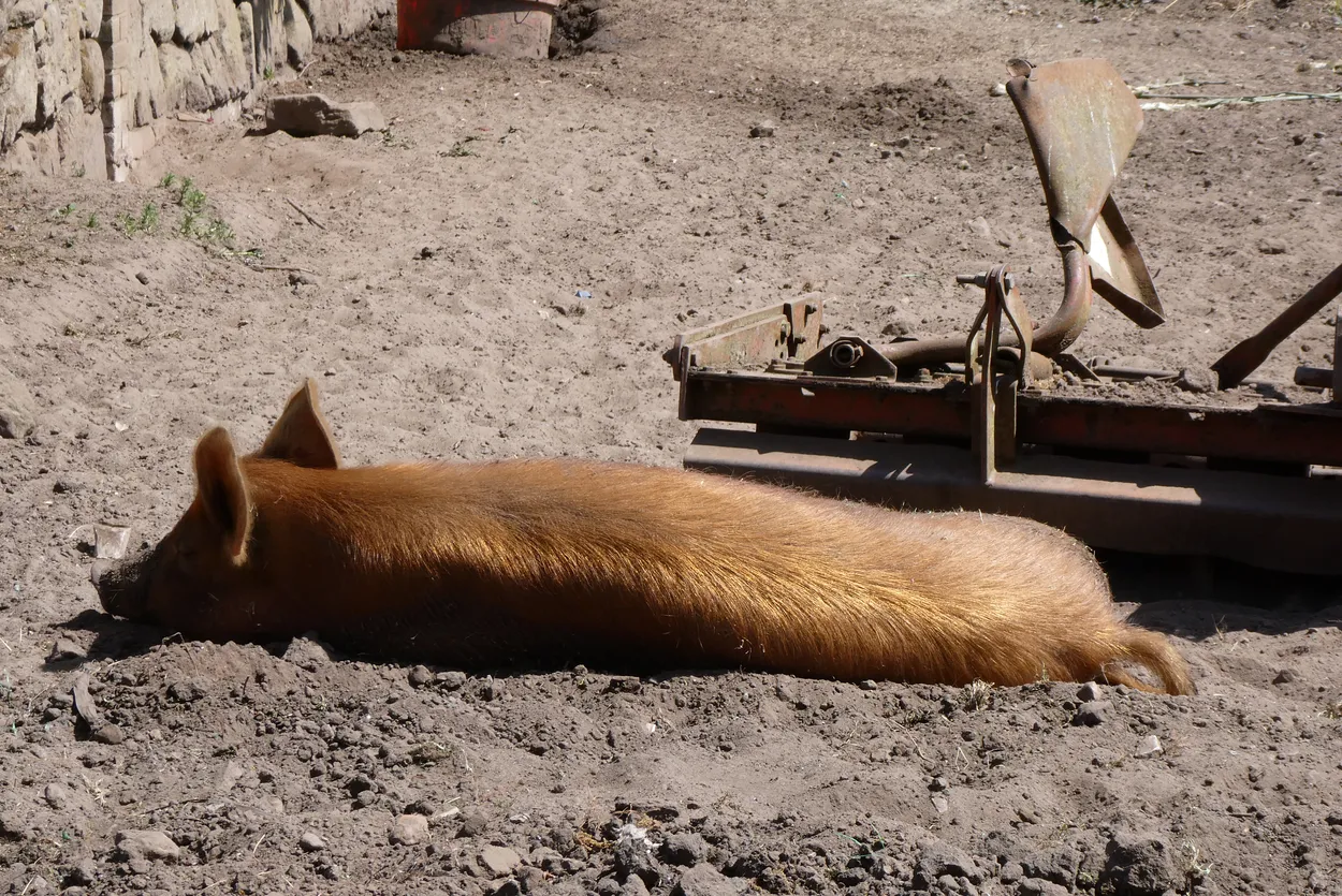 Basking pig