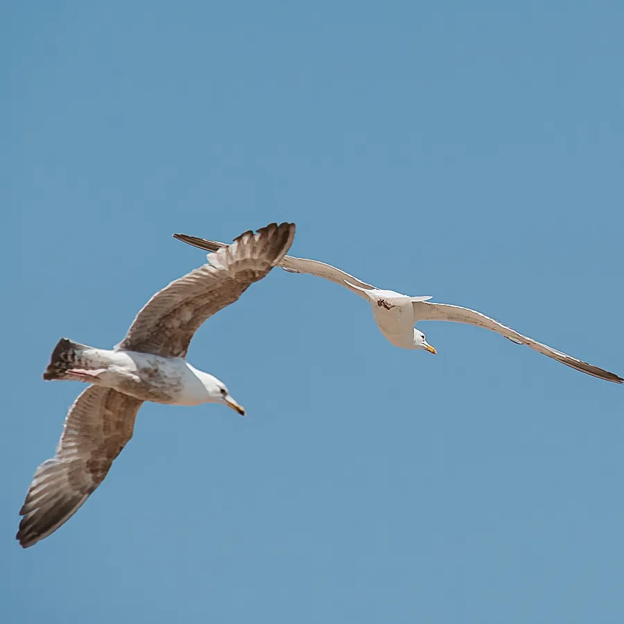 Inflight