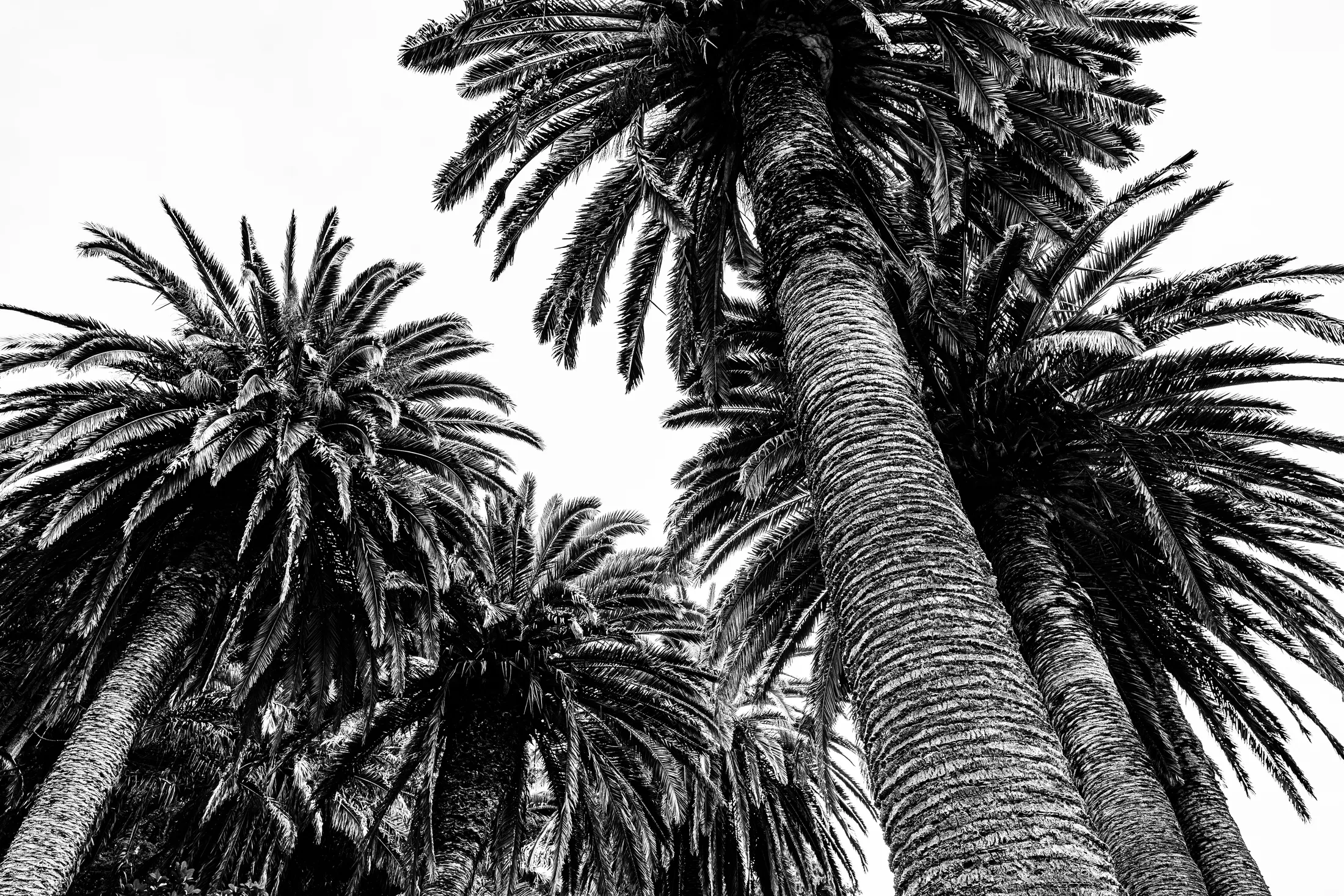 Palm Paradise: A Black and White Oasis