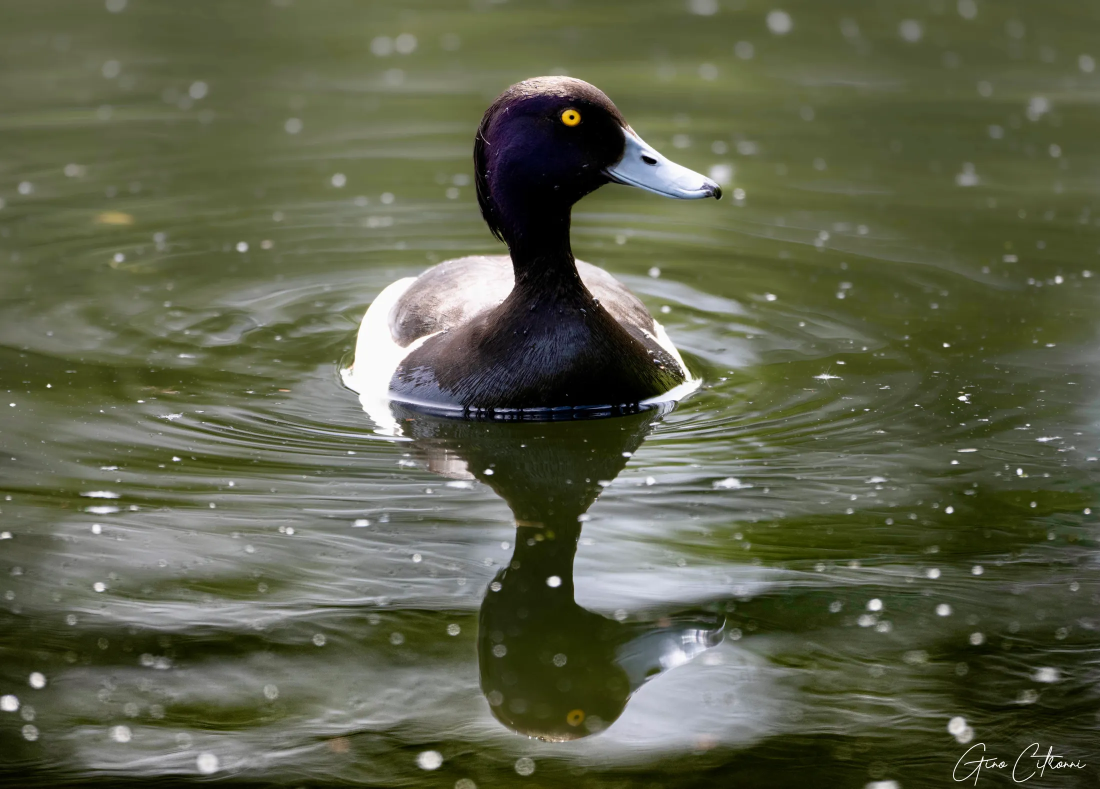 Duck