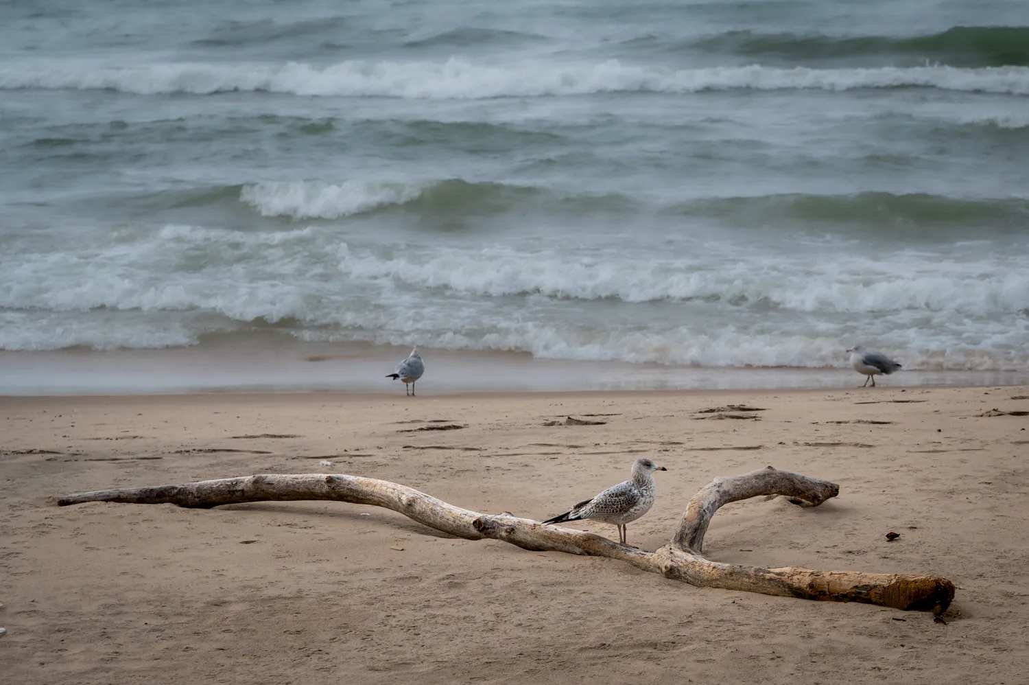 Driftwood and Seagull
