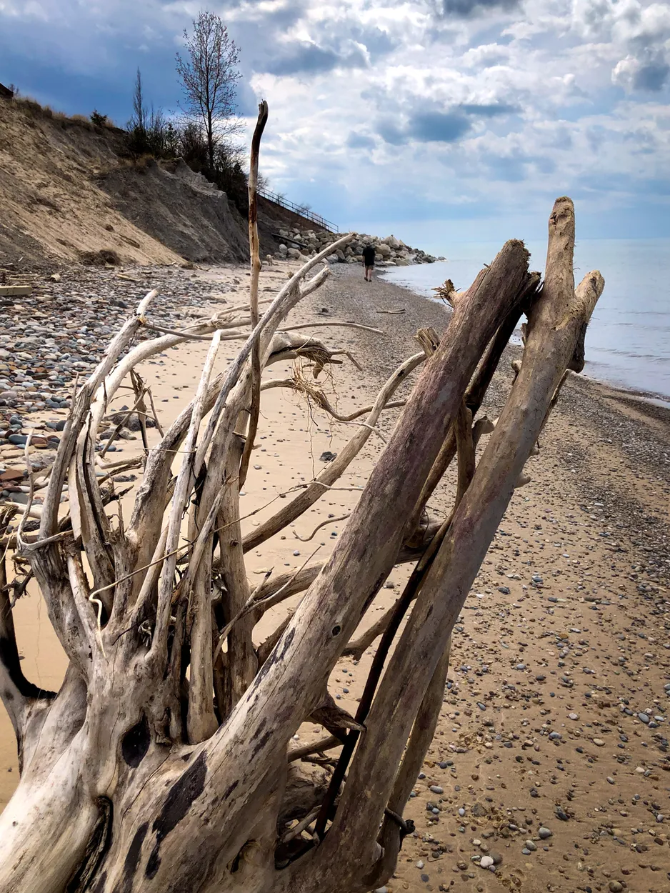 Driftwood