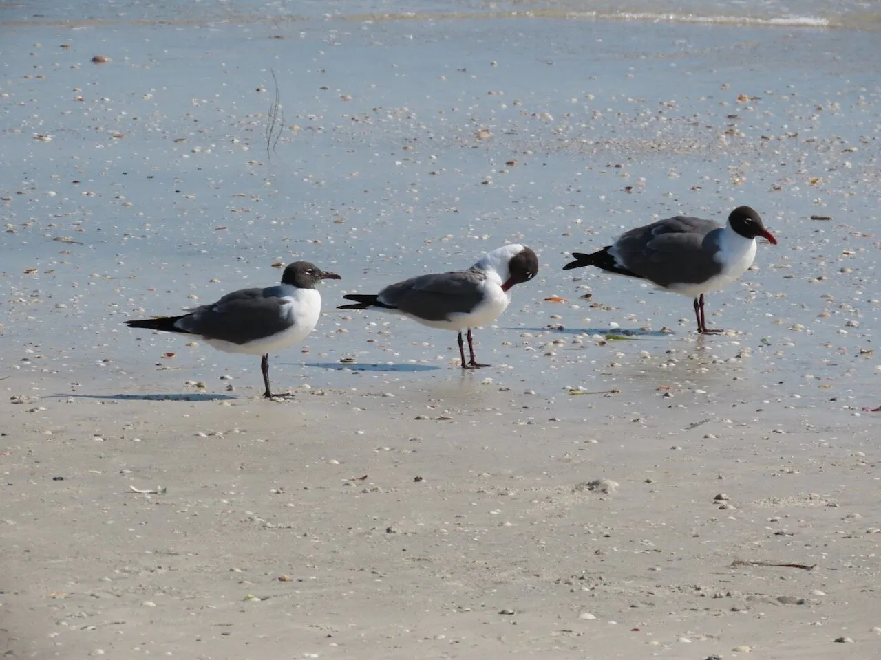 Birds on a Beach