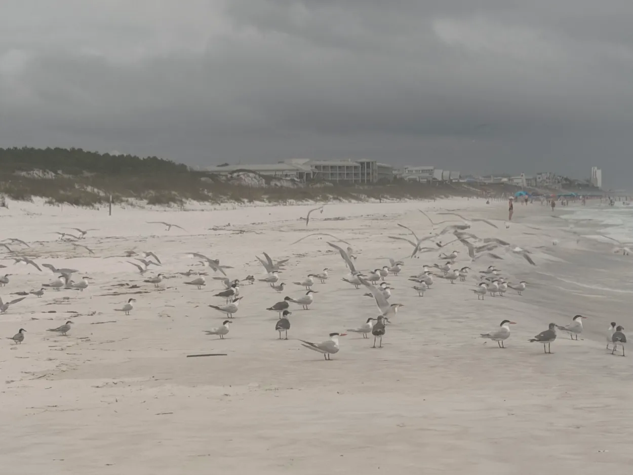 Seagulls in the beach