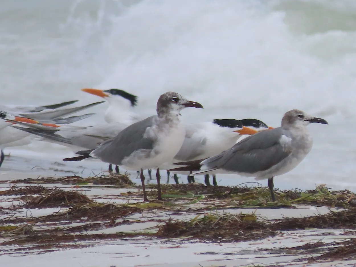 Seagulls and Royal Terns at Fort DeSoto Park North Beach