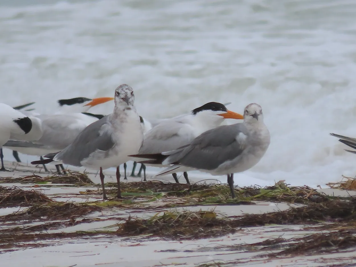 Seagulls and Royal Terns at Fort DeSoto Park North Beach